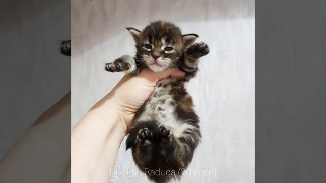 Радуга (Divokun Raduga) 20 дней. Кошечка породы мейн-кун окрас мраморная черепаха смотреть онлайн