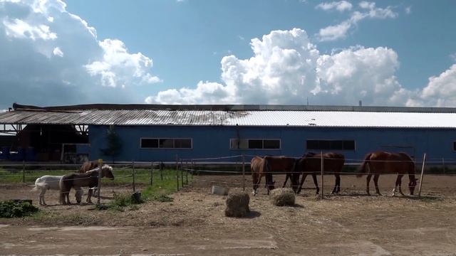 Конно-спортивный комплекс в д.Пятница смотреть онлайн