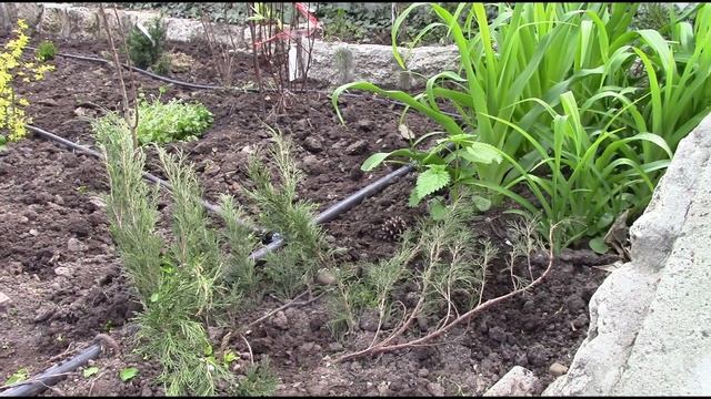 Дихондра как почвопокровное растение для сада, газона.