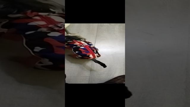 Купил Йорку комбинизон Зимний примеряю есть один недостаток который устраню сам . смотреть онлайн