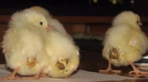 КАК ВЫЛЕЧИТЬ  ПОНОС У ЦЫПЛЕНКА// HOW TO TREAT DIABLAY IN CHICKEN
