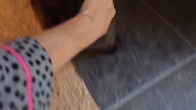 ШО ЦЕ БУЛО ? =^..^= СИАМСКИЕ КОШКИ