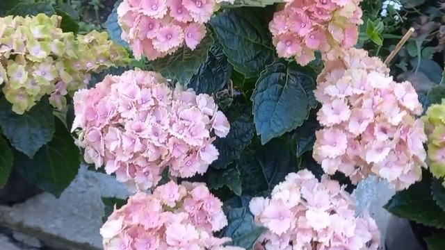 СУПЕР КРУТЫЕ СОРТА ГОРТЕНЗИЙ ! смотреть онлайн