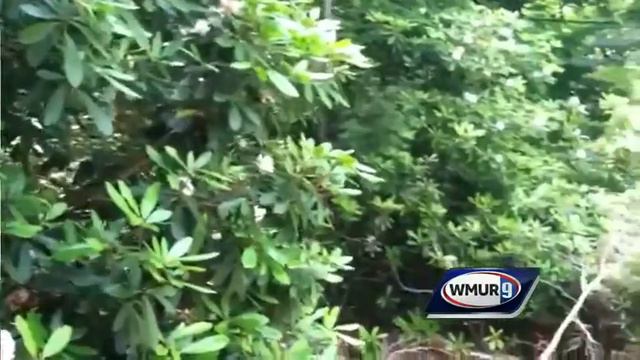 Rhododendrons at Rhododendron State Park смотреть онлайн