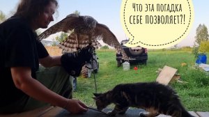 Кошка Морошка знакомится с ястребом Клюквой. Ястреб, - это кошка. Кошка, - это ястреб. Дружите!