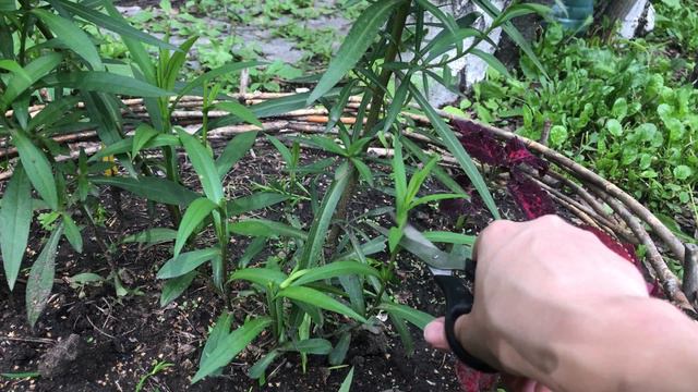 Кормим петунию и огурцы. Продолжаем разбирать свалку смотреть онлайн