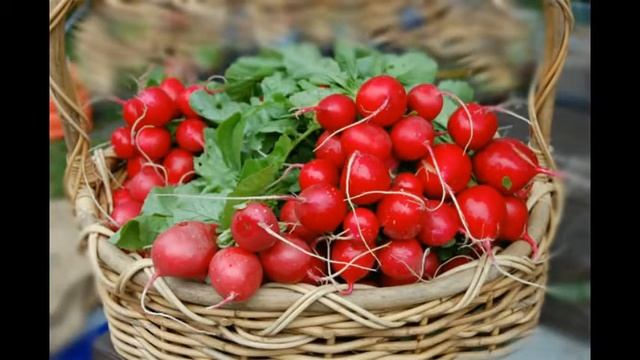 посев семян черной розы sowing the seeds of black rose смотреть онлайн