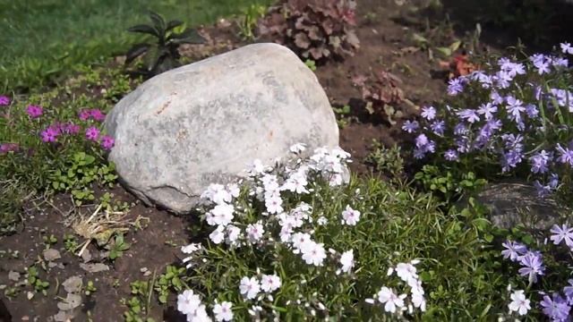 ШИЛОВИДНЫЙ ФЛОКС УХОД ,ПОДКОРМКА,ПОЛИВ, смотреть онлайн