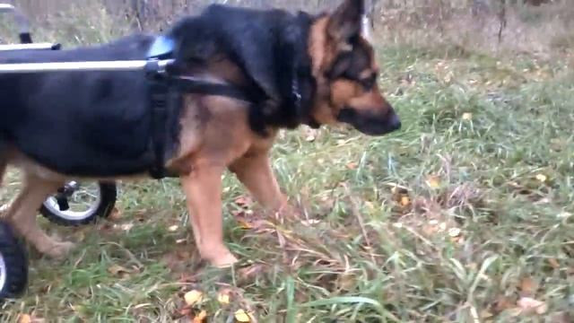 Инвалидная коляска для собаки своими руками смотреть онлайн