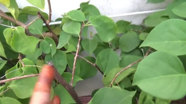 Bougainvillea पर ज्यादा फूल कैसे पाए //how to get maximum flower in bougainvillea смотреть онлайн