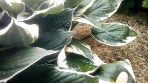 Хосты Мойерхейм, Френсис Вильямс, Пицца, Алекс Саммерс и другие