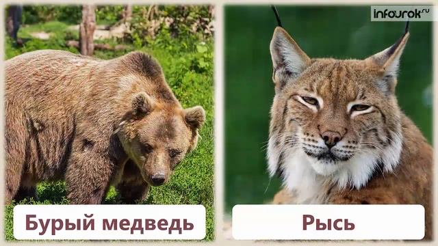 Природные зоны суши Земли | Окружающий мир 3 класс #8 | Инфоурок смотреть онлайн