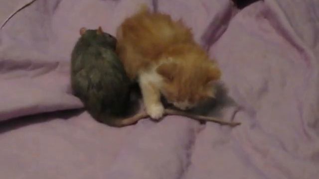 котенок словил крысу