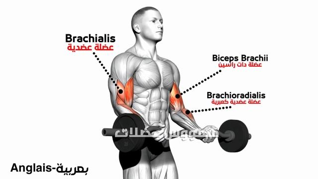 أقوى تمارين الدراع كاملة كمال الاجسام سوبر سيت (جدول تدريبي) ?ARM day? смотреть онлайн