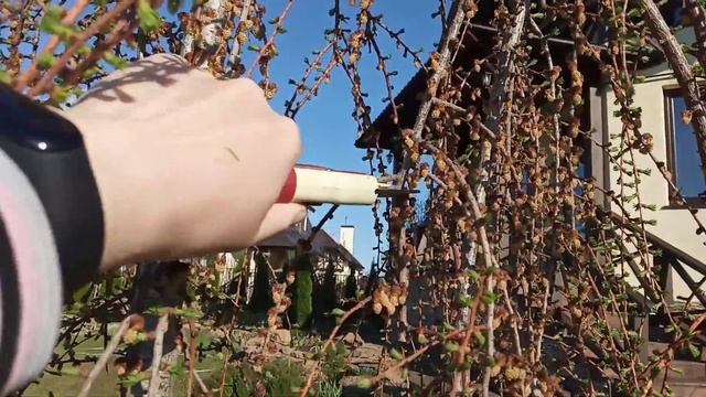 Как правильно обрезать плакучую лиственницу смотреть онлайн