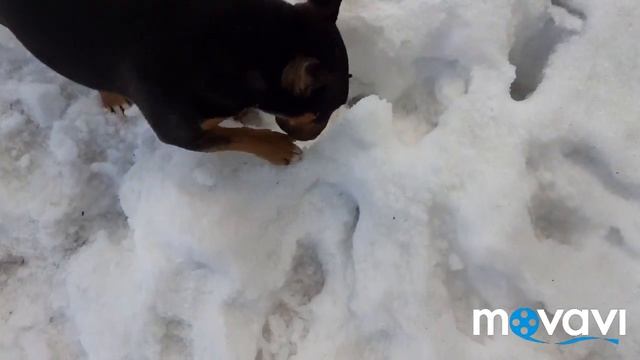 Солнечная дача. Снега еще много. Пес с характером смотреть онлайн