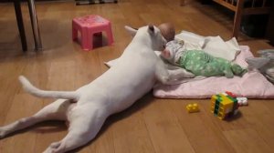 Бультерьер и дети. Собака-убийца)