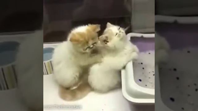 вот так кошки делают масаж смотреть онлайн