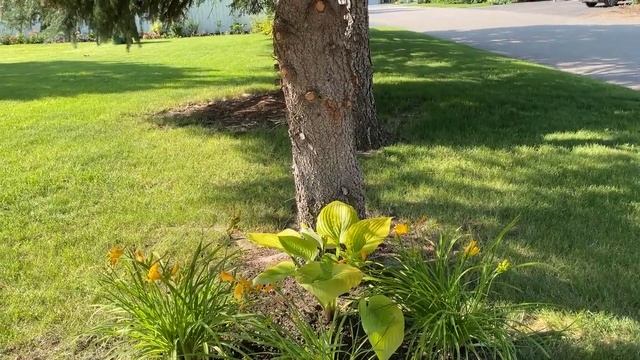 Moving Plants for Curb Appeal ??? смотреть онлайн