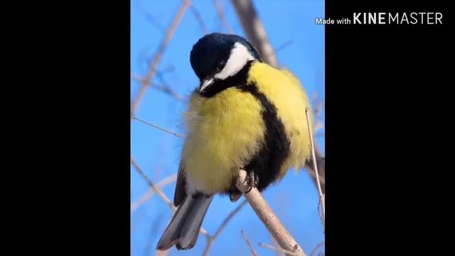 ИНТЕРЕСНЫЕ ФАКТЫ О СИНИЦАХ смотреть онлайн