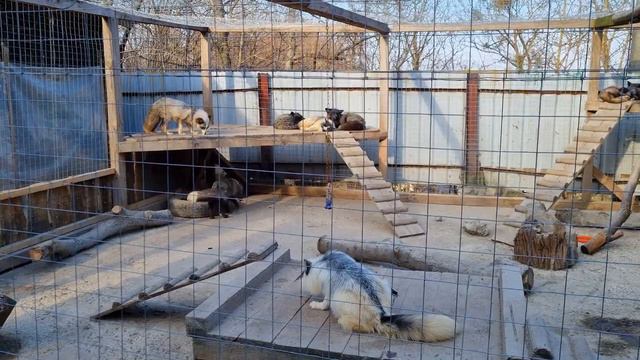 Львів, домівка врятованих тварин / lviv / парк Знесіння смотреть онлайн