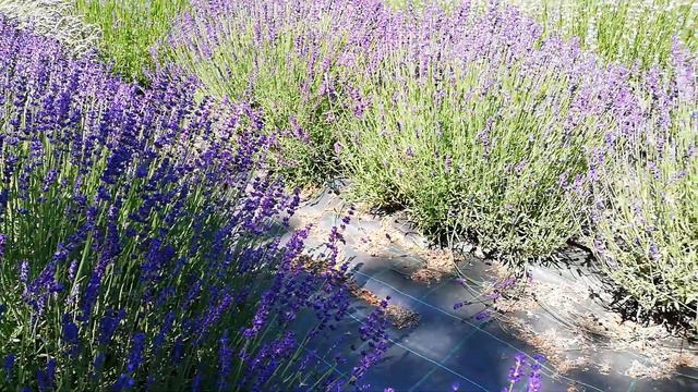 Lavanda Imperial Gem! смотреть онлайн