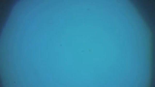 Магнитные бактерии в магнитном поле смотреть онлайн
