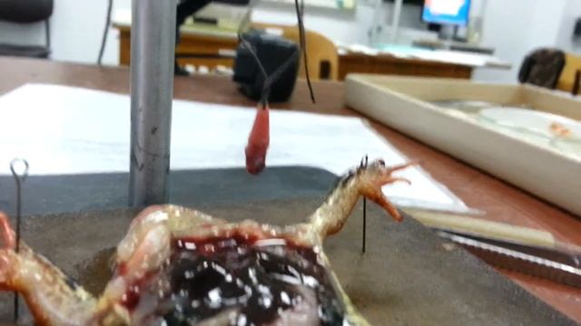 сердце лягушки сокращается смотреть онлайн