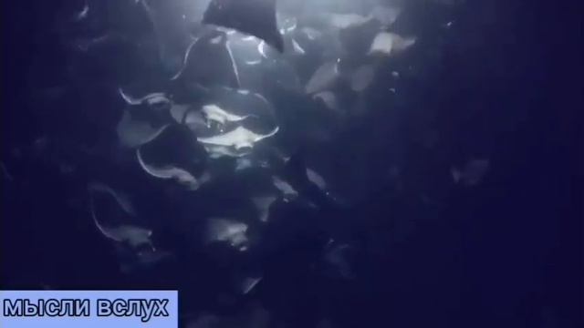 Самвел Ад ни стыда,ни совести.Таблетку от жадности да побольше.Глаза завидущие,а руки загребущие. смотреть онлайн