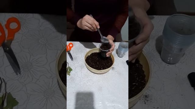 Бугенвелия гулини чупидан купайтириш усули смотреть онлайн