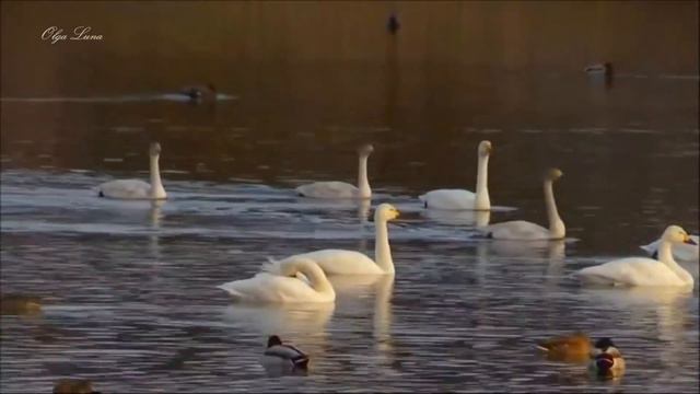 ГАРМОНИЯ МУЗЫКИ И ПРИРОДЫ♫ Светлое Мгновение - Сергей Аверьянов (Light instant by Sergei Averyanov) смотреть онлайн