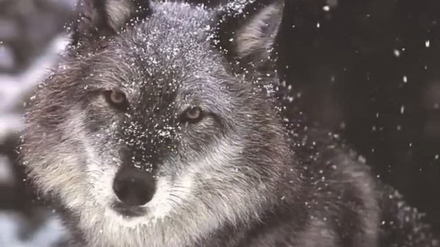 Spirit Of the Wolf - Wolf tribute смотреть онлайн
