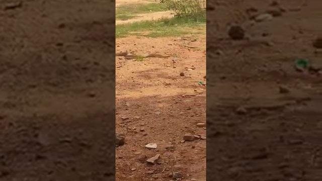 indian rock python смотреть онлайн