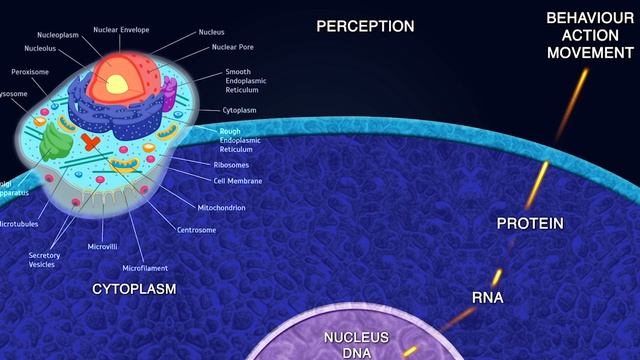 ЧТО ТАКОЕ ГЕННЫЕ КЛЮЧИ? Ответ от РИЧАРДА РАДДА смотреть онлайн