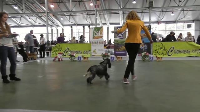 2016 Чемпионат Спаниель Клуба  Часть №3 Английский кокер спаниель