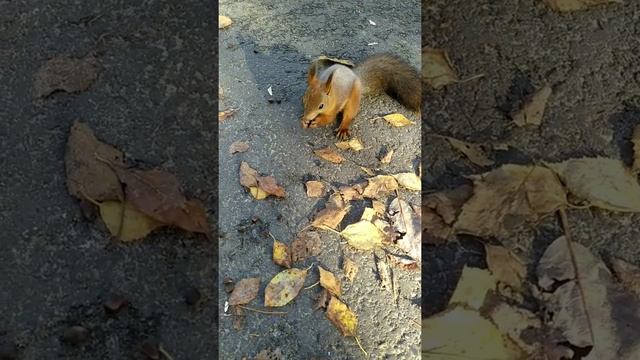 Повелитель белок ?наша версия. Гуляем в парке, кормим белок#природароссии#смешноймалыш#белки#осень смотреть онлайн