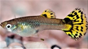 Гуппи аквариумные рыбки. Содержание, уход, размножение, кормление, совместимость