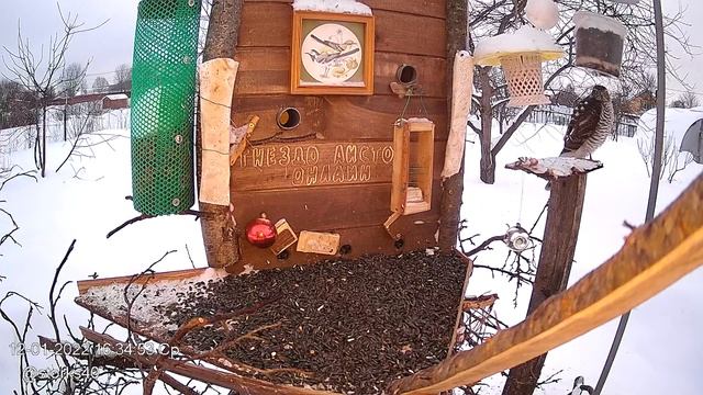 Ястреб-перепелятник 20 мин на кормушке и синицы рядом смотреть онлайн