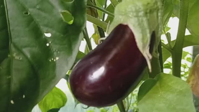 обзор теплицы 5 (2021.08.01_08:18:28)