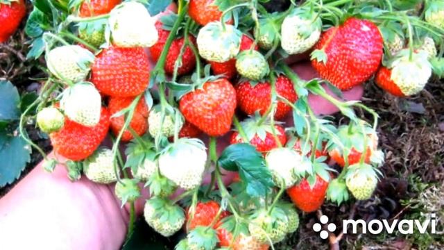 НАНДИ, ЧАМОРА ТУРУСИ, ЦУНАКИ, КОМРАД ПОБЕДИТЕЛЬ КОЛЛЕКЦИЯ ЛИПАТОВОЙ АНАСТАСИИ ВАЦАП 8-915-245-81-59