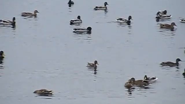 Canon PowerShot SX270 HS slow motion video Riga Latvia смотреть онлайн