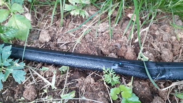 Капельный полив малины на основе капельной ленты. Измерение водовылива. смотреть онлайн