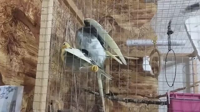 Спаривание попугаев//Кореллы спариваются .