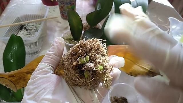 Корни с нуля в воде вверх тормашками, в чем опасность? смотреть онлайн