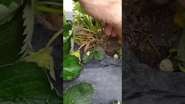 серая гниль на клубнике,борьба с муровъями , результат органики. смотреть онлайн