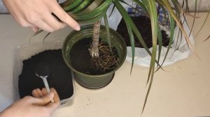 Драцена Маргината(Окаймлённая). Спасаем драцену. Ошибки ухода. Правильный уход. Пересадка.