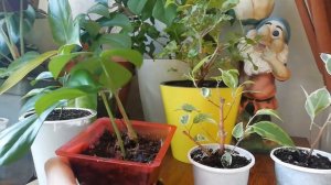 Обрезка гардении жасминовидной, цветочная покупка и другие будни цветовода.