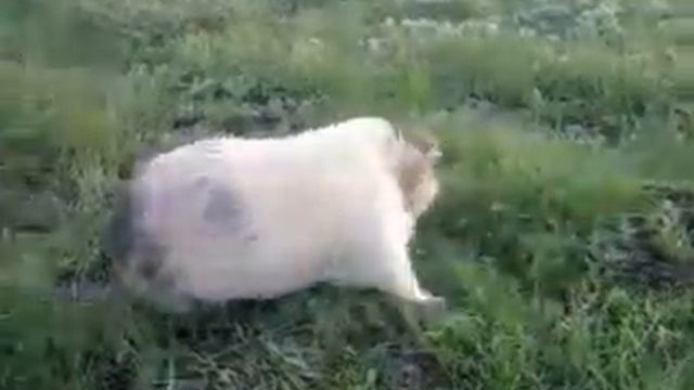 Морская свинка на траве!.mp4 смотреть онлайн