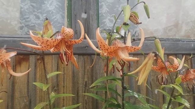 Моё впечатление о породе уток "Индийский бегунок" смотреть онлайн