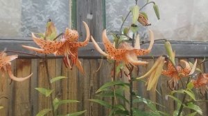 Моё впечатление о породе  уток "Индийский бегунок"